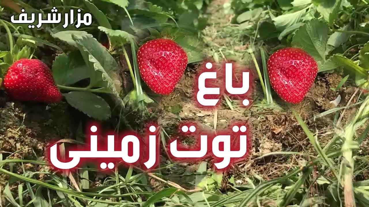 Afghan Garden Strawberry Garden in Mazar / باغ توت زمینی در شهر