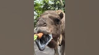 KOMPILASI VIDEO HEWAN PELIHARAAN YANG LUCU PART #25 🦌🐘🐪