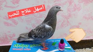 اسهل طريقه علاج الحب الجدري بلطيور المخاليف صبغ الضافير يقضي عل حبايه ويبسه وتروح🐤🐤