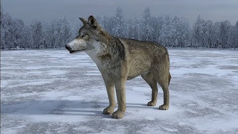 Gray Wolf - Animated Low Poly