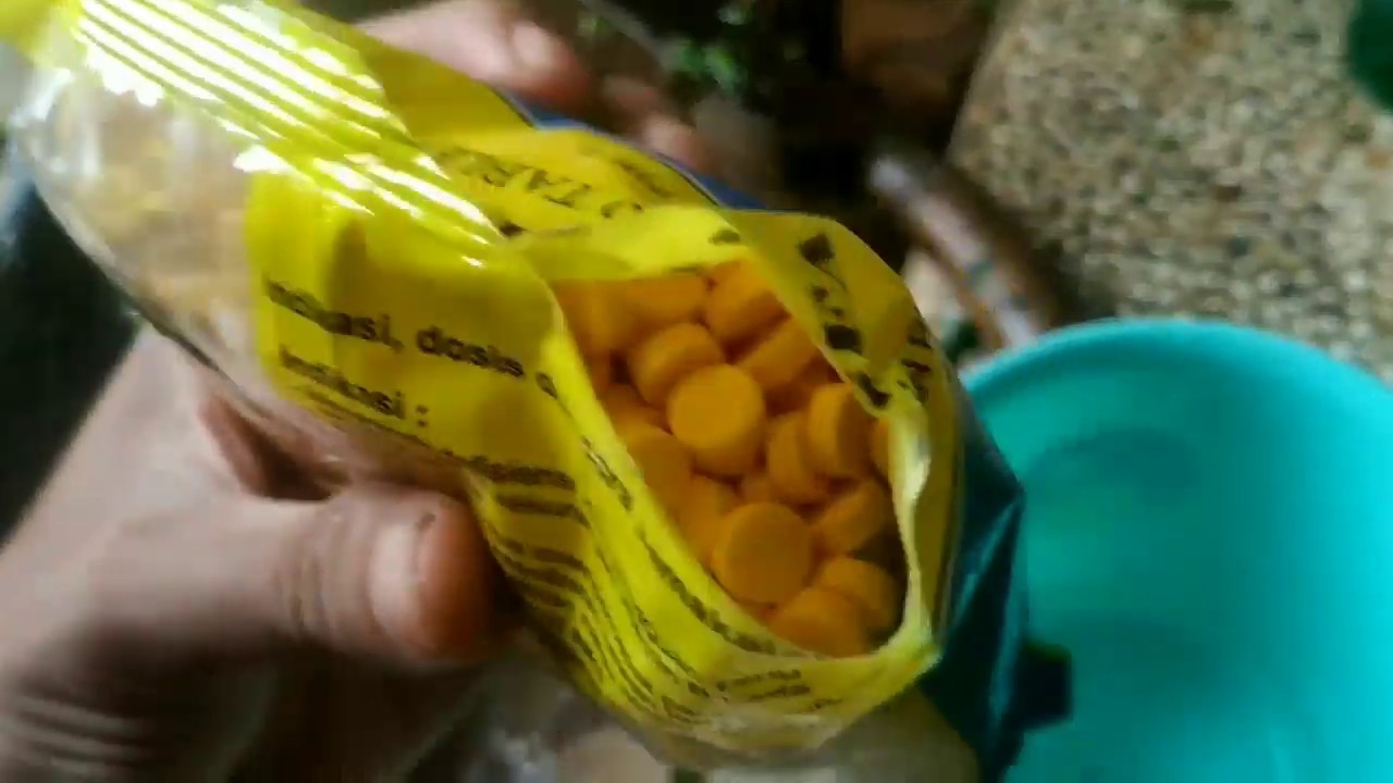 Cara membuat pakan entok agar cepat besar ,sehat dan tidak mudah