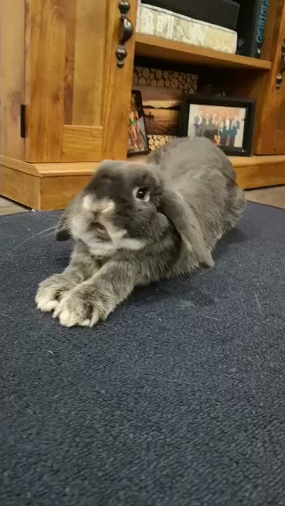 Laughing Bunny! #shorts