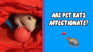 How Pet Rats Show Affection