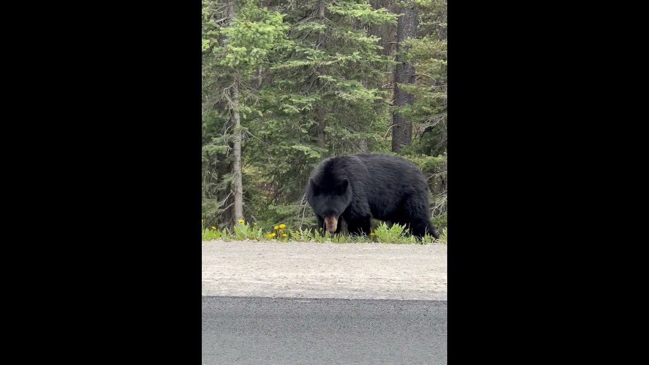 #BearSighting #WildlifeMoment #NatureIsBeautiful #BearsInTheWild