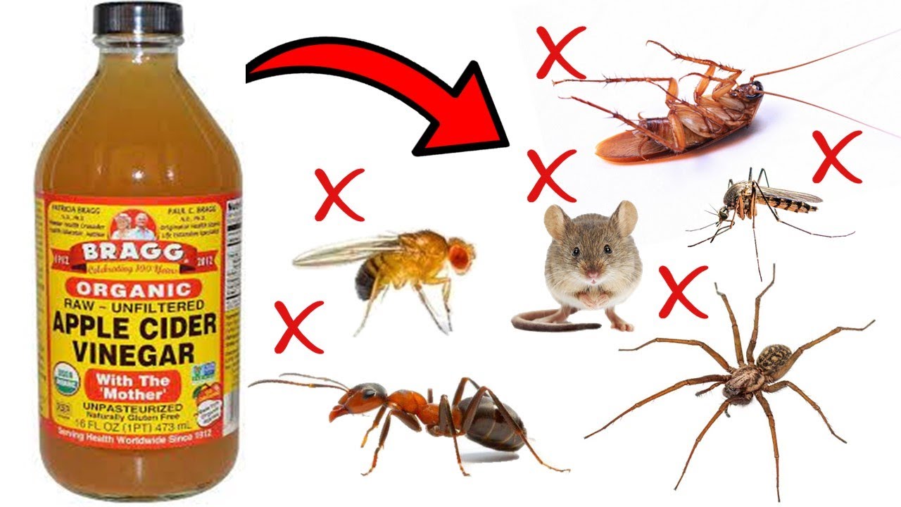 Apple Cider Vinegar Ants Roaches