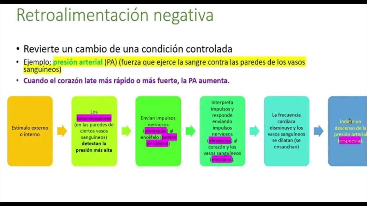 SISTEMA DE RETROALIMENTACION negativa y positiva - YouTube