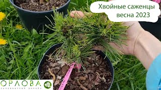 Редкие хвойные весна 2023 обзор