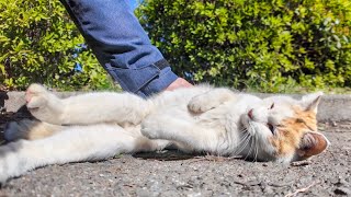 When I stroked the calico cat in the flower bed, it came out and said something.