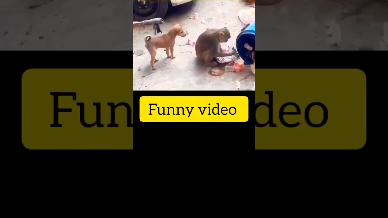 Funny video dog with monkey comedy video  shorts