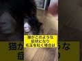 猫が毛玉を吐こうとして咳をする時の対処法#shorts