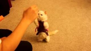 Дрессировка кошки. Базовые команды. Дрессировка кошки. Базовые команды.