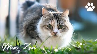 Beautiful Relaxing Music Peaceful Piano & Cat Purring for Stress Relief - 12 Hours 🐈