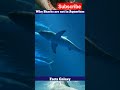 दुनिया के किसी भी Aquarium में Great white shark को क्यों नहीं रखा जाता❓#shorts