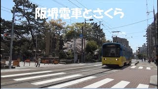 【阪堺電車】さくらと阪堺電車