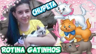 Rotina Gatinhos Filhotes Brincando De Chupeta Fofura Felino, Bagunça, Papinha, Hora Lanchinho