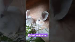 Download Lagu Woo...beginilah suara kelinci saat sarapan pagi #shorts MP3