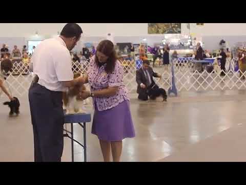 Dog show provides tight-knit community