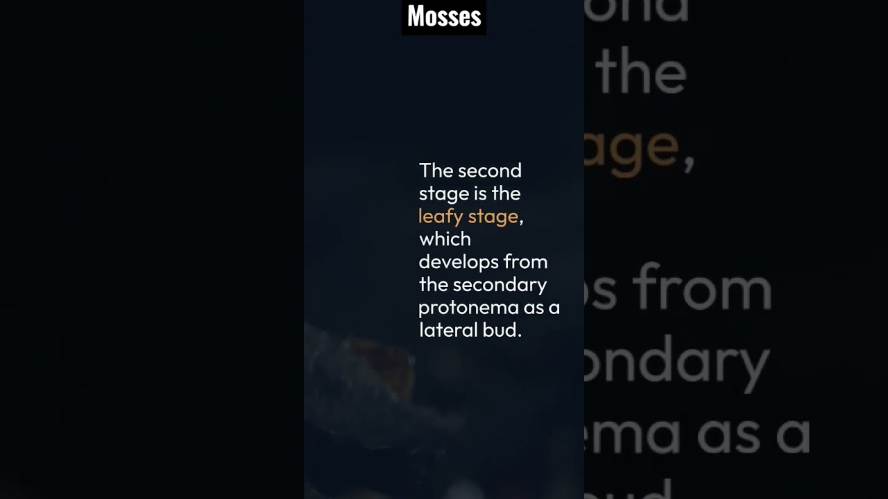 Bryophyta 7 | mosses 