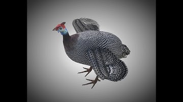 3D Model Guinea Fowl PBR Bird Rigged Low poly at 3DExport.com