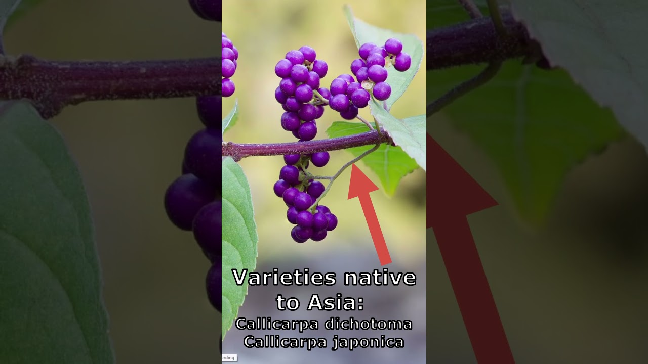 White Fruited American Beautyberry, French Mulberry, Wild Goose's Berry,  American Mulberry