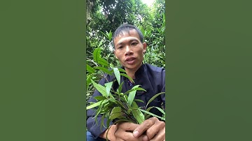 Chia sẻ bài thuốc bó gãy xương rạn nứt xương