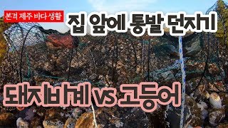 동네 앞바다에 통발 2개 던져보기. 돼지비계와 고등어 중 어떤 통발이 많이 들어올까? 생애 첫 제주도 통발 결과는?