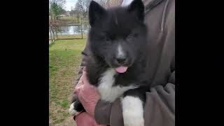 black husky puppy