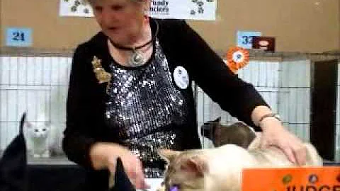 Video 916121: lynx bengal cat, lynx point bengal, lynx cat breed