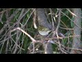Yellow-browed warbler (Phylloscopus inornatus), Falsterbo lighthouse, 2021-09-28