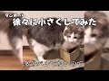 ”浮気直後の猫の反応”突然腕が下がらなくなった猫”よく入るダンボールのサイズを徐々に変えてみたなど【総集編】
