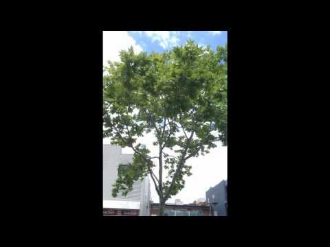 Video: Deciduous trees. Plane trees of the species Platanus orientalis