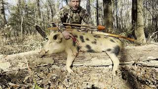 TRADITIONAL ARCHERY HOG HUNTING  BOAR DOWN WITH THE SELFBOW!