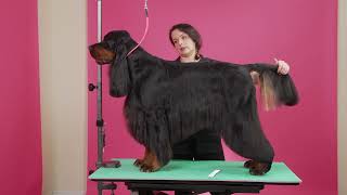 Gordon Setter Grooming w/ Lis Johnston