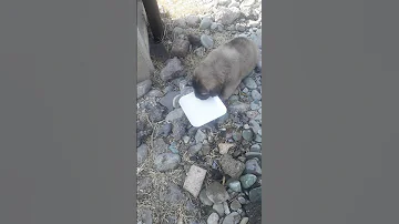 شیر دادن ب توله سگ گرسنه دربیابان 