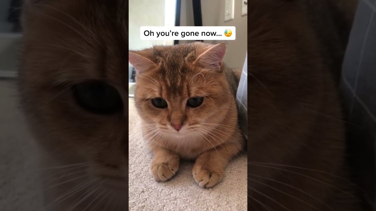 cute cat funny pet whatsapp status 1 shorts YouTube