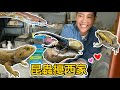 【昆蟲擾西Vlog】昆蟲擾西家的鄉間小屋！一天要帶多少昆蟲動物出門呢？happy life!