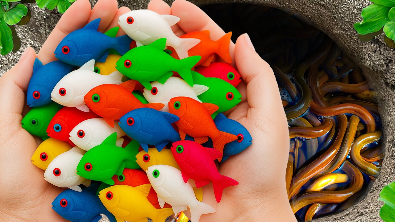 Поймайте пресноводных аквариумных рыбок на затопленных после шторма полях, раков, рыбу-собаку и ч...