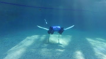 Shape shifting robot imitates turtles