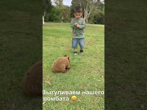 Taking our wombat