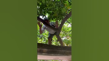 Cây khế có đang Long vờn Phượng múa có tuổi đời 100 năm tuổi #xuhuong