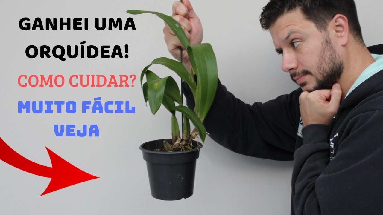 COMO CUIDAR DA ORQUÍDEA QUE GANHEI? COMO CUIDAR DA ORQUÍDEA QUE GANHEI?