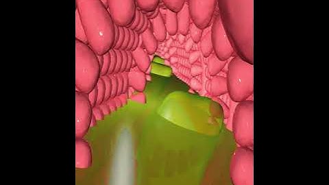 Digestive system- small intestine villi 2 (3D Animation)