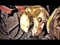 🔴 ABSCESS BURST OPEN from DEEP HOLE as cows hoof is PEELING OFF! Cow 9002