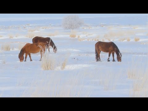 Племенное животноводство развивают