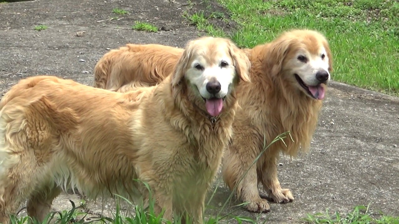 Golden Retriever And The Blue Rice Plant That Grows Up In The Rainy Sky Youtube