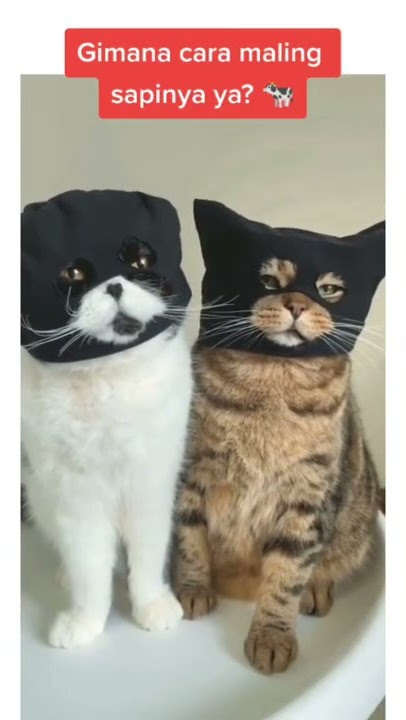 Vidio kucing lucu jadi maling #shorts