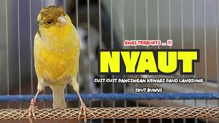 Suara PANCINGAN KENARI PAUD Belajar Bunyi Ngeriwik Kenari GACOR Panjang || Masteran Kenari Paud #804