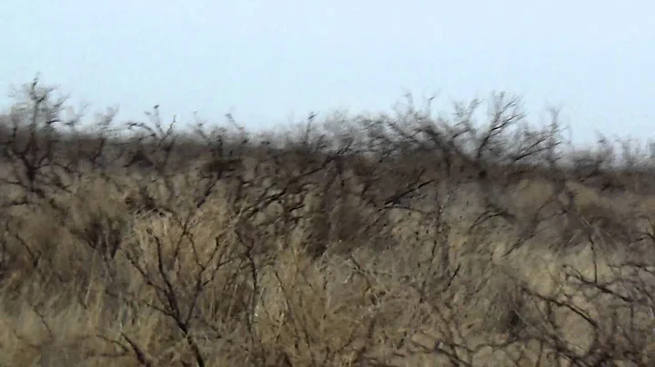 Feral Hogs running Wild