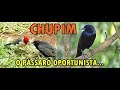 Chupim o pássaro oportunista #chupim #ticotico #aves #passaros