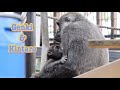 お腹が空いたら母ちゃんの所へ帰る‼︎⭐️ゴリラGorilla【京都市動物園】Kintaro returns to breastfeeding when he is hungry.